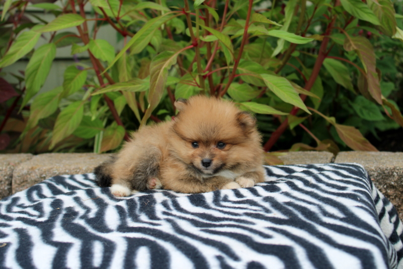 puppy, for, sale, Pomeranian, Matthew B. Stoltzfus, dog, breeder, Gap, PA, dog-breeder, puppy-for-sale, forsale, nearby, find, puppyfind, locator, puppylocator, aca
